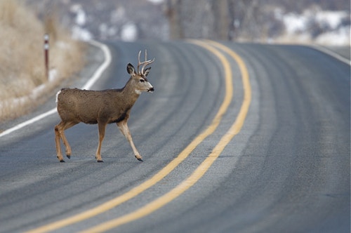 road-deer