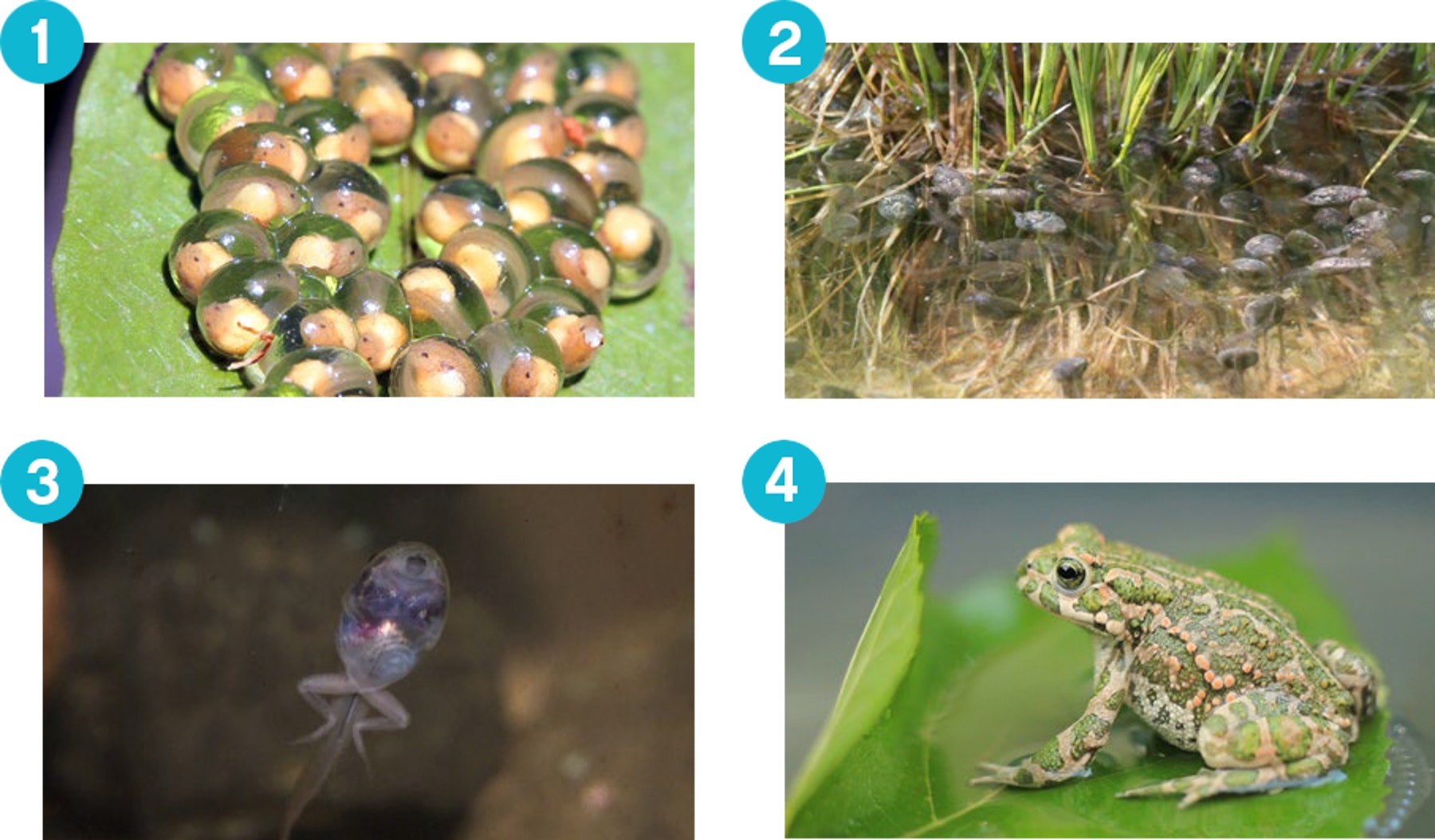 frogs-metamorphesis-explore-phase