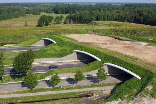 wildlife-crossing-project-image