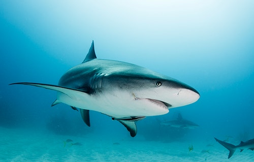shark