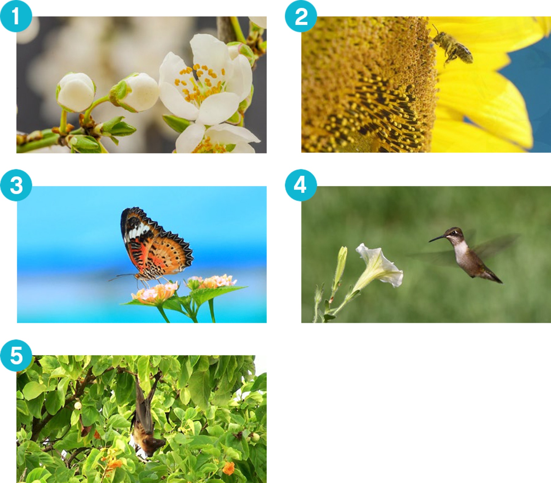plants-and-pollinators-explore-phase
