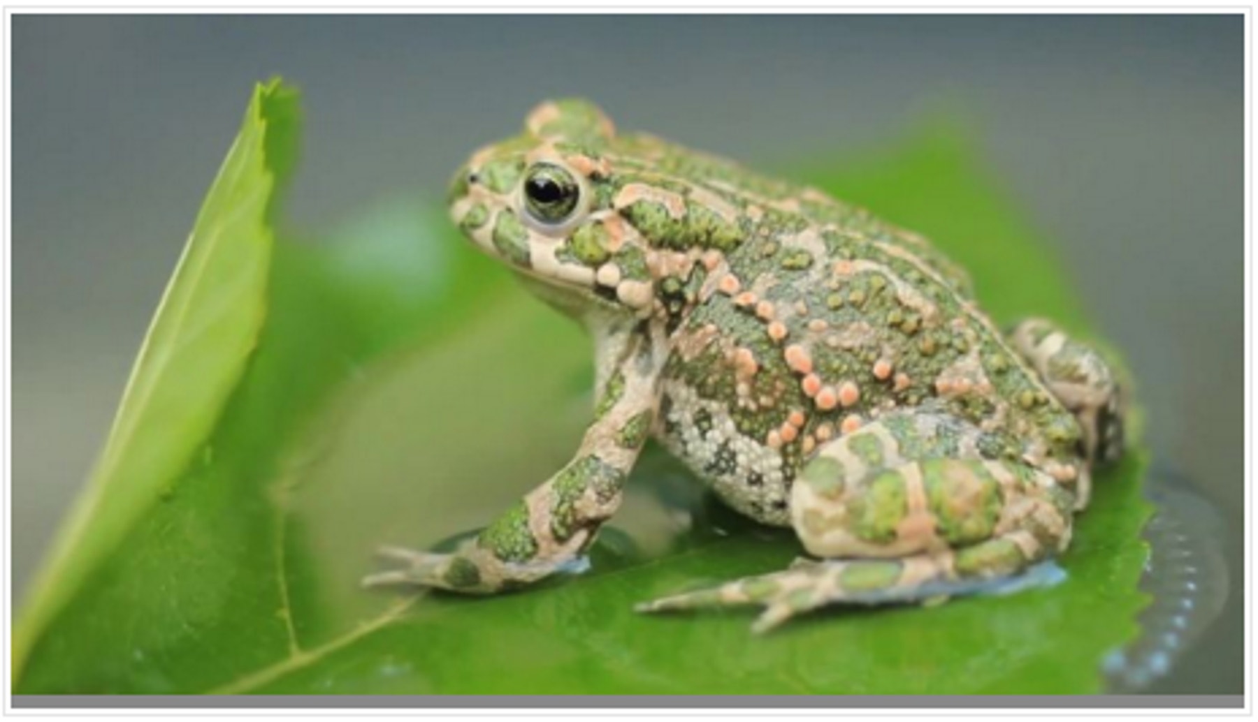 frogs-metamorphosis-thumbnail