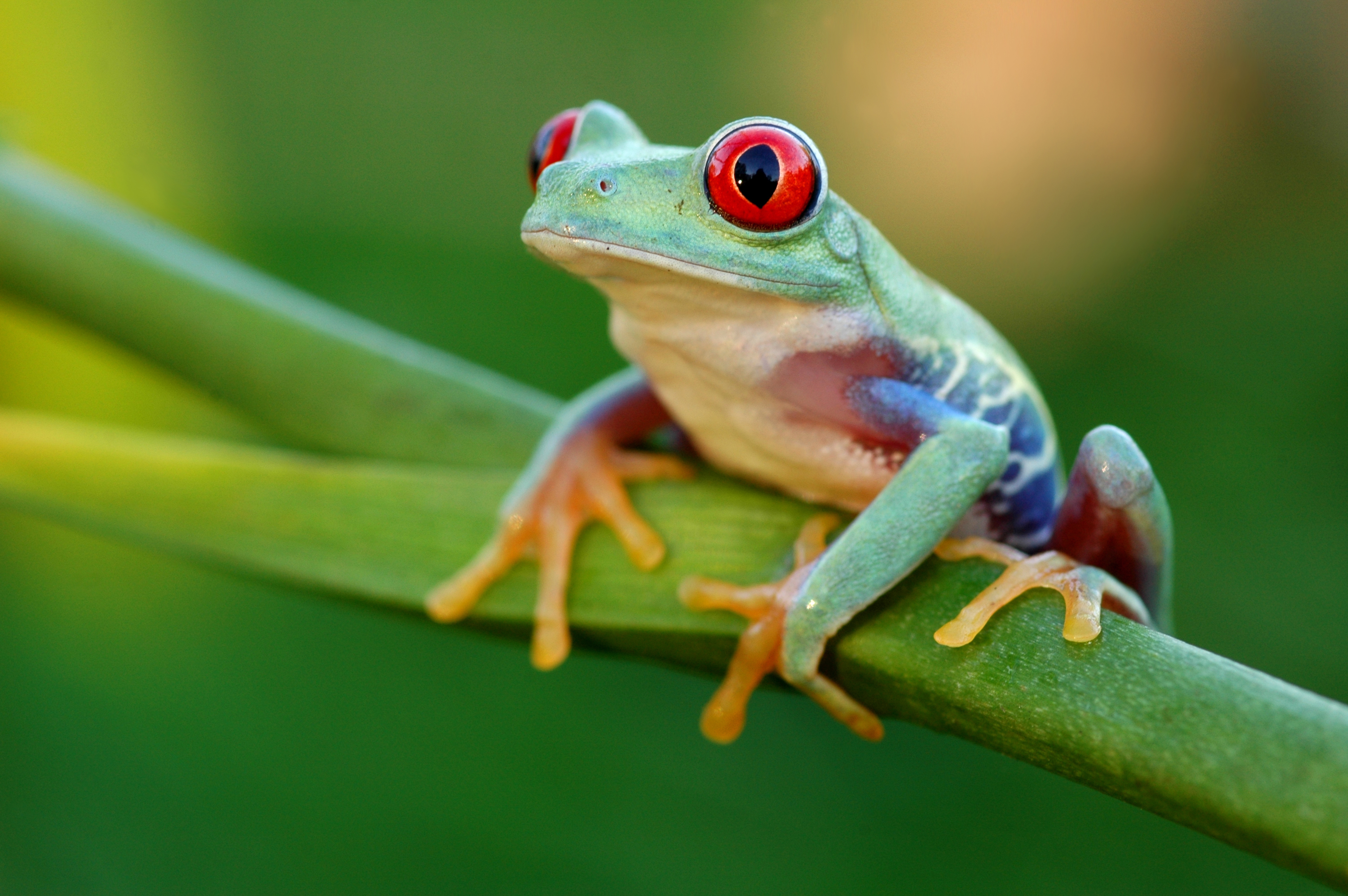 Wedo frog store