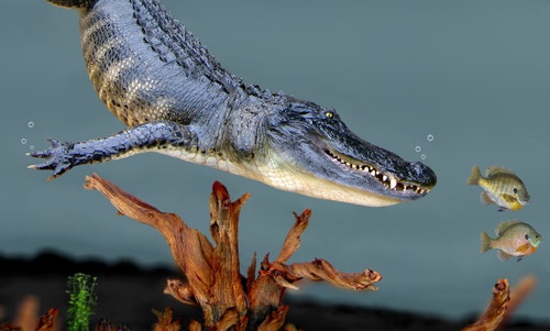 predator-and-prey-project-image