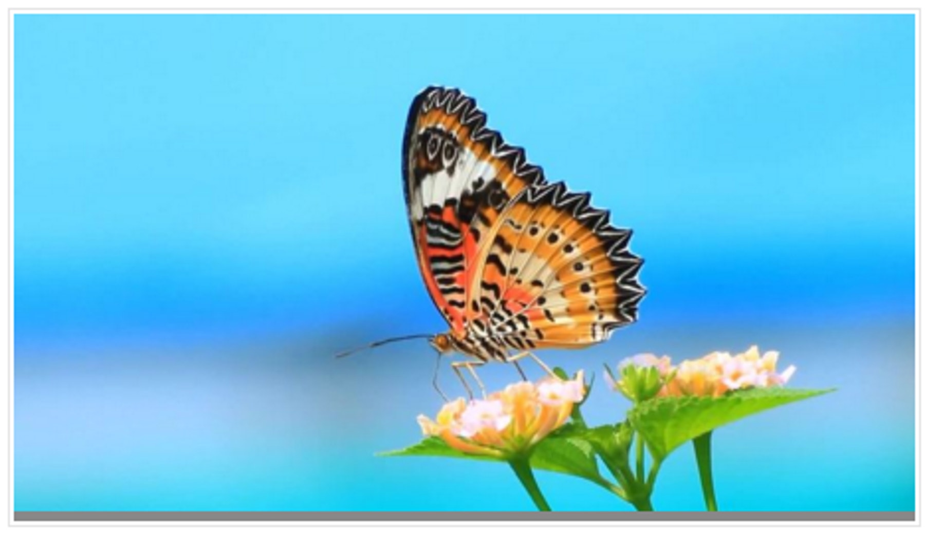 plants-and-pollinators-thumbnail