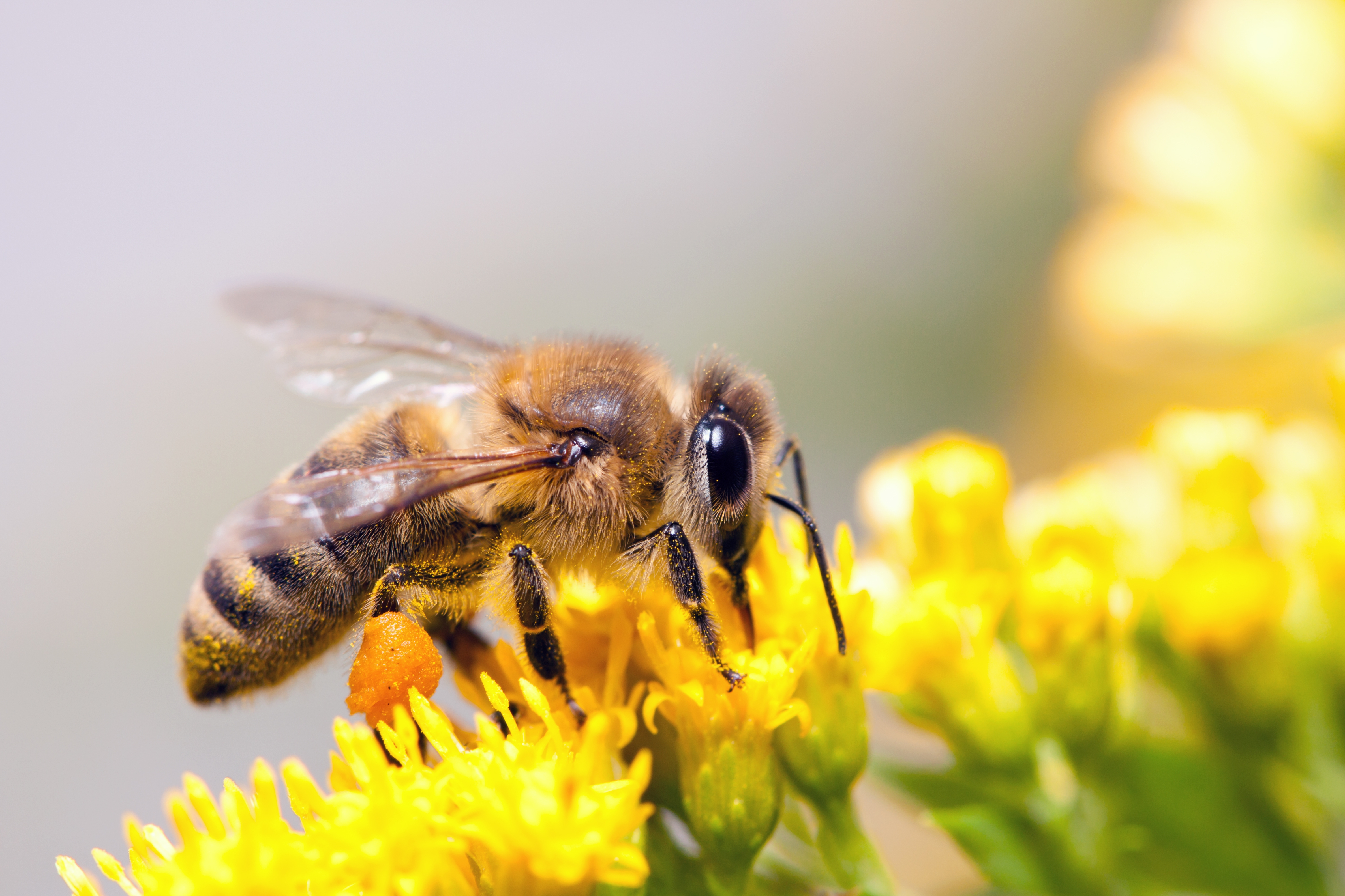Виды нектара. Пчела. Пчела с нектаром. Нектар пчелиный. Пчелы и мед.