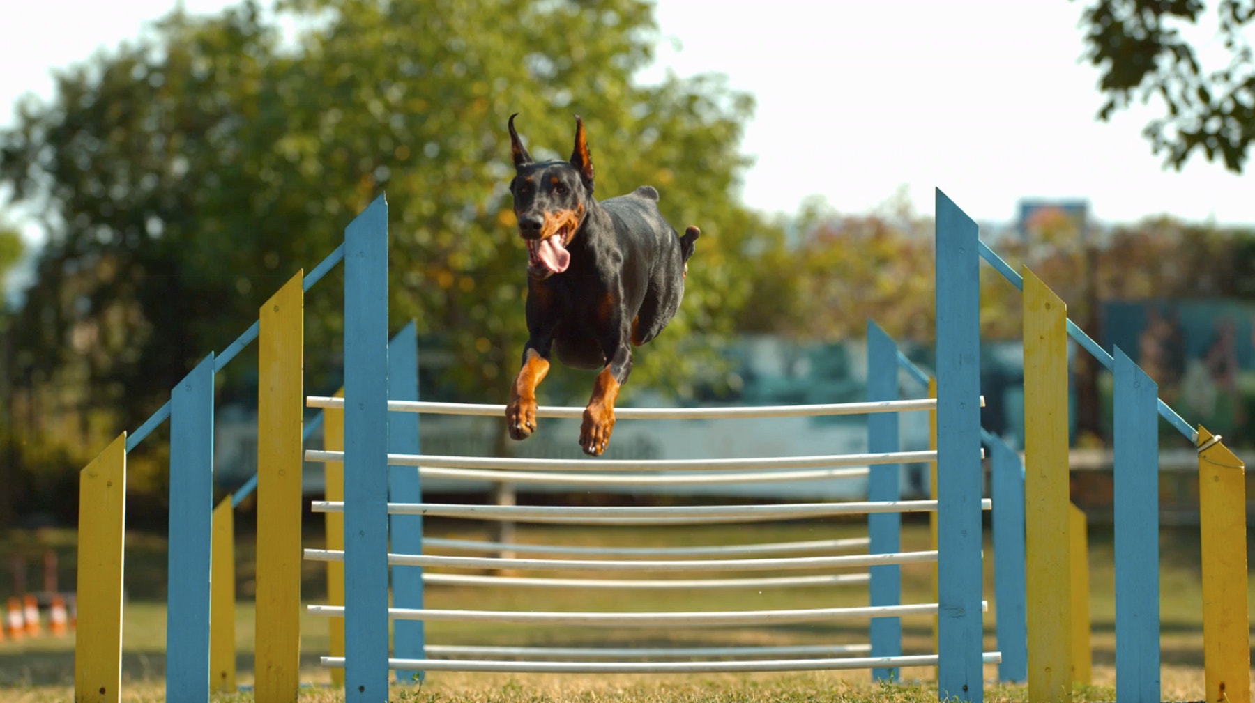 Dog-Obstacle-Course-Thumbnail