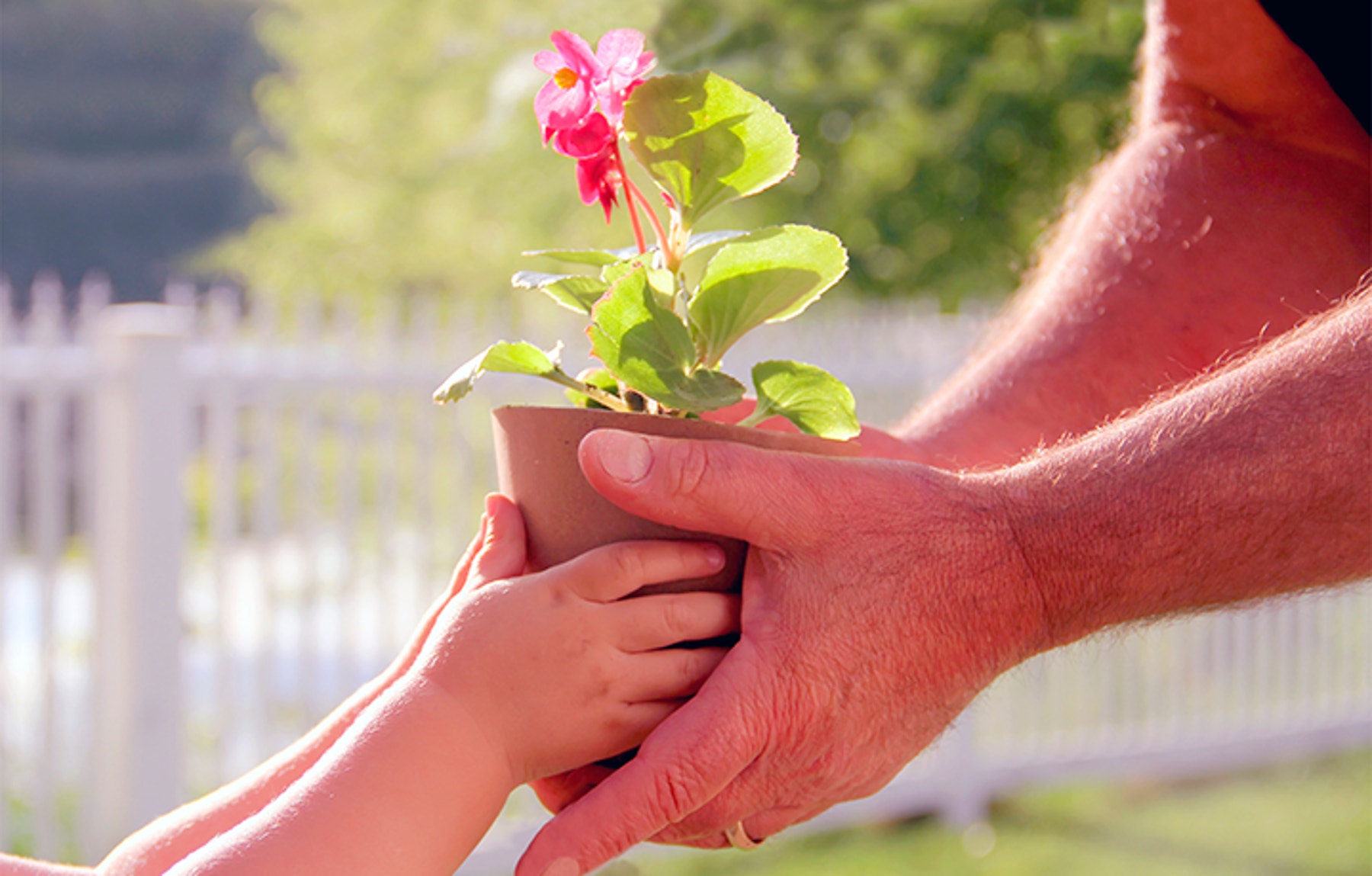 hands-plant-pot